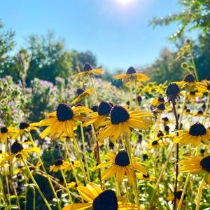 Meet your Posher, Genesis